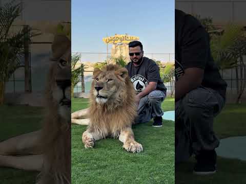 Big Lion in Lazy Mood | Nouman Hassan