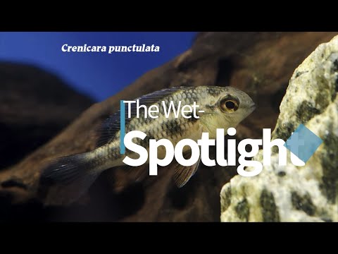 The Wet-Spotlight on (Crenicara punctulata aka Che Presenting “The Wet-Spotlight”! A deeper look at some of our favorite fish from around the globe