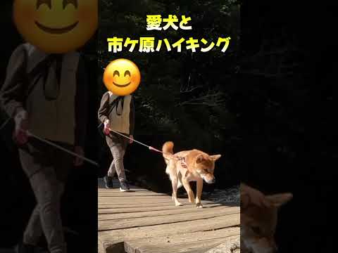 愛犬と市ケ原ハイキング #神戸 #shiba #癒し