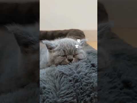kittens😍😍#shorts#tiktok