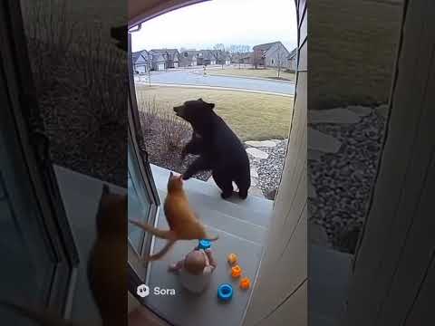 super cat! #ai #cat #ai #sora2