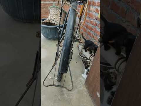 cat fight part 2 released soon #shorts #shortsonyoutube #catfighting