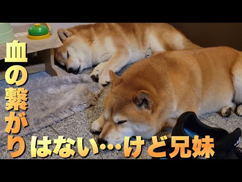 血の繋がりを超える柴犬と子供たちの深い絆 サムネイル