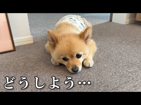 消えてしまった愛犬との「大切な思い出」を復旧したい…