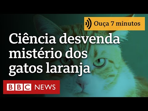 Como cientistas finalmente resolveram mistério da existência de gatos laranjas