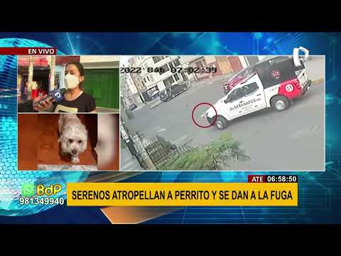 ATE: perrito muere atropellado por patrullero de serenos quienes se dieron a la fuga (2/2)