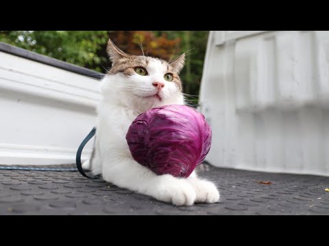 紫キャベツをのせた猫の癒しの瞬間を楽しもう サムネイル