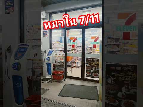 หมาใน711หมาใน711หมาหน้า711