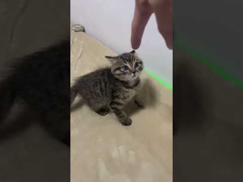 Esse gatinho adora um desafio 😼🔥