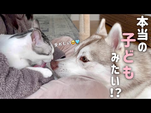 【本当の親子みたい？！】子猫のことが愛おし過ぎて常にくっついていたいハスキーが可愛すぎる…