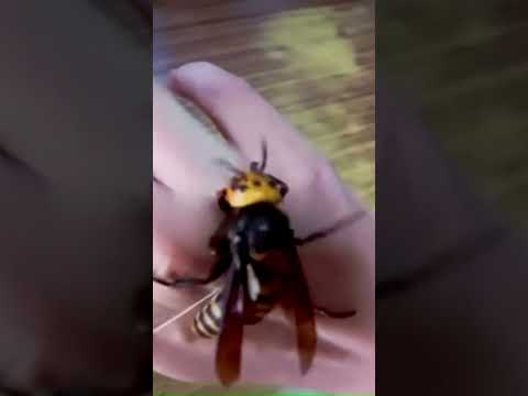 ШЕРШНИ МОБИЛИЗИРУЮТСЯ ВО ВРЕМЯ ОПАСНОСТИ #насекомые #шершень #hornet