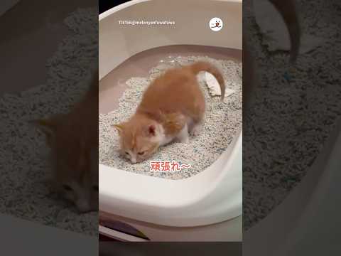 猫の動画サムネイル - 生まれて初めて自力でウンチする｜PECO #shorts