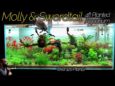 BLACK MOLLY & ORANGE SWORDTAIL Aquarium_ Over 120  👇👇MD MERCH CLICK HERE👇👇: 
FULL SHOP_ https_//md-fish-tanks.creator-spring.com

Subscribe