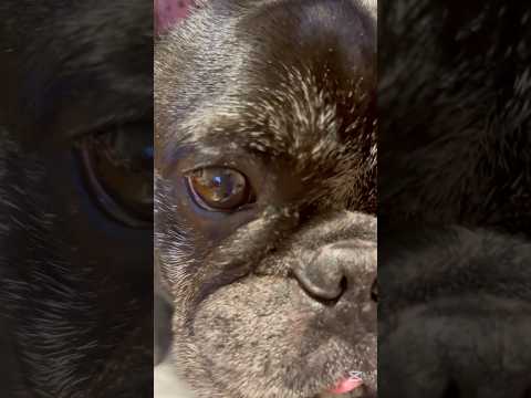食べさせたい、愛犬に、肉を。 #shorts