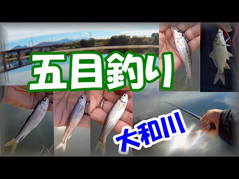 【秋の小物五目釣り・淡水魚】ヤバい！大和川でオイカワ・ニゴイ・小鯉・スゴモロコ・タモロコと、のべ竿でのんびりとウキ釣りを楽しもう！平野川に沢山居る？大阪釣り・柏原市・マルキュー・九ちゃん