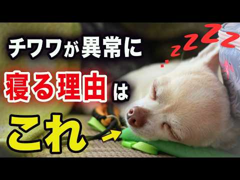 チワワが異常に寝る理由とは?実は〇〇が原因でした