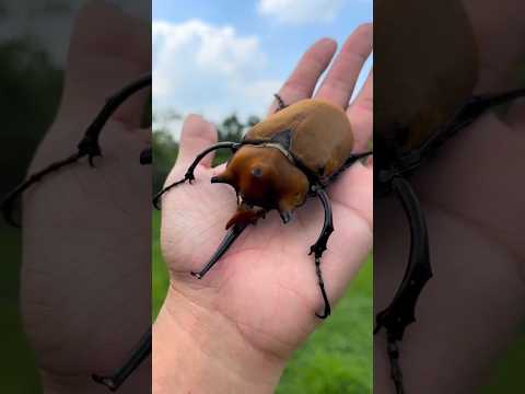 😱😱 yeh Hai duniya ki Sabse cute kida 🪩 #khatarnak #animals #kida