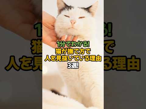 【撫で方でバレてる!?】猫が飼い主を見抜く理由3選!🐾1分で解説! #shorts #猫 #雑学