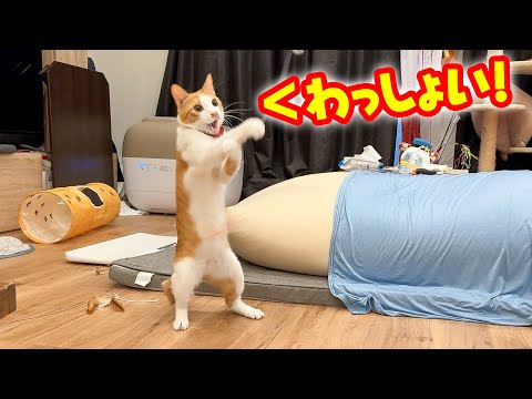 子猫の一人遊びがなんか面白かったです。
