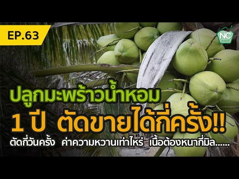 ปลูกมะพร้าวน้ำหอม-1-ปี-ตัดผลผล ปลูกมะพร้าวน้ำหอม-1-ปี-ตัดผลผล