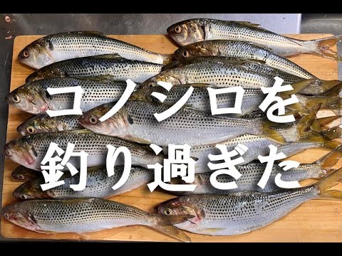 サビキ釣りでコノシロ大量ゲット！寿締めは絶品