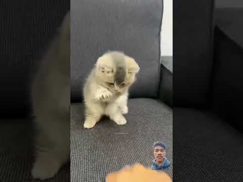 anak kucing yang membggemaskan#cat #kucing #funny #catlover #cute