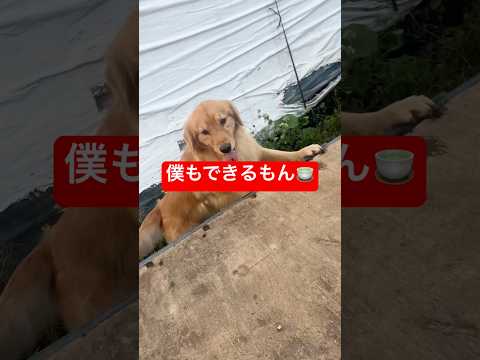 頑張るゴールデンレトリバーのミント君の癒し動画 サムネイル