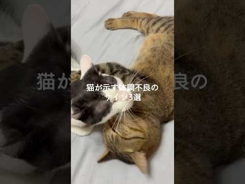 猫の動画サムネイル - 猫が示す体調不良のサイン3選 #猫 #ねこ #猫のいる暮らし #ねこのいる生活 #保護猫 #猫動画 #猫好きさんと繋がりたい #猫のいる生活 #猫好き #猫との暮らし VOICEVOX:ずんだもん