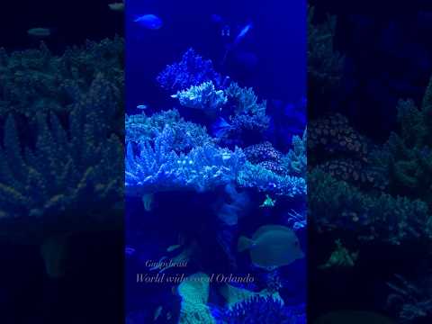 #fishkeepinghobby WWC . Having ideas @guppybeast6  