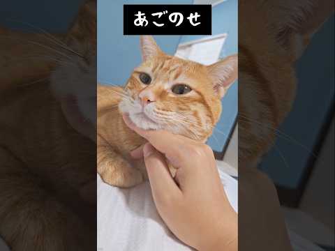 まん丸ネッコのあご乗せ🐱 #かわいい #猫
