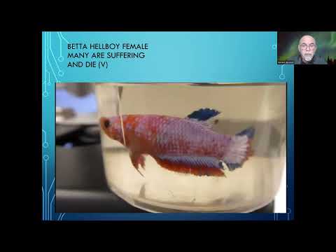 Fish disease case nr. 308 Betta hellboy with very  In this video we show sick Betta splendens female 'hellboy' that are dying.
We show our microscopic 