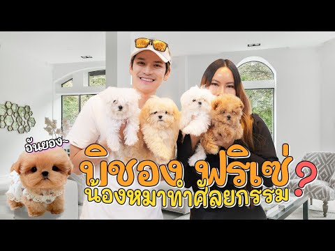 บุกฟาร์มหมาเกาหลีมอลทีส&บิช