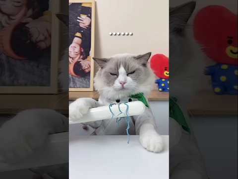 happy birthday cat #funny #memes #cooking #food #animation #craftypuff #recipe #diyfun #cat