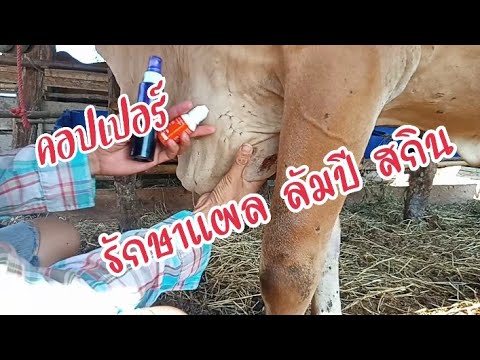 รักษาแผลลัมปี-สกิน-ด้วยคอปเปอร รักษาแผลลัมปี-สกิน-ด้วยคอปเปอร