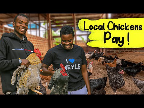 I Didn’t Believe LOCAL CHICKENS Could PAY Like This… Until I Saw THIS FARM!!
