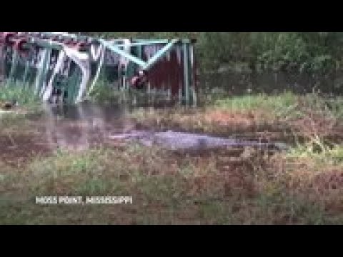 Hurricane Sally worries Mississippi gator ranch