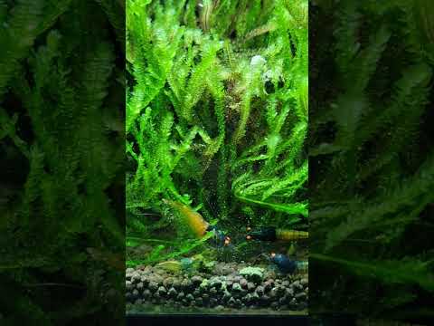 mesmerizing shrimp #caridina #shrimp #dwarfshrimp  