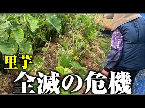 【虫？鳥？誰の仕業？】八ツ頭が食害で枯れそうです【里芋】
