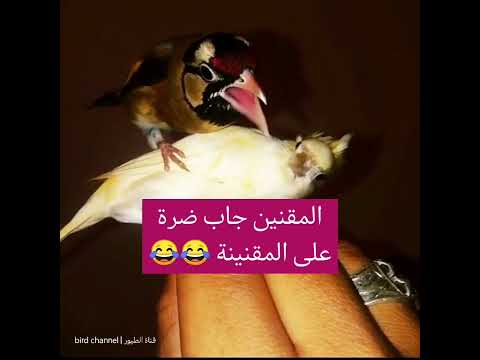 المقنين جاب ضرة على المقنينة 😂😂