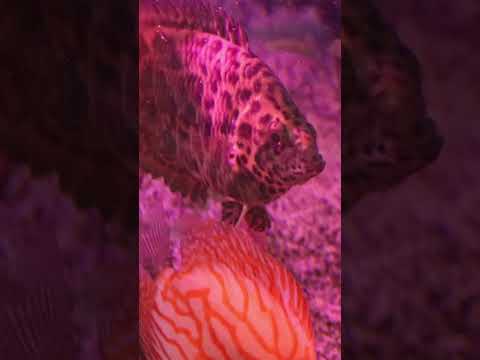 Feeding Discus, Angel Fish and Bichirs Check out the full video here_ https_//youtu.be/4cj52OkbFbg

There's a lot more in here than that. F