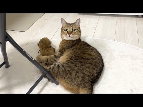 猫の動画サムネイル - 飼い主が見ていないところで「イヒイヒ」いいながら後輩をボコボコにする猫