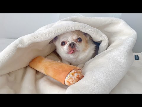 春巻きおもちゃ、チワワにガン無視される