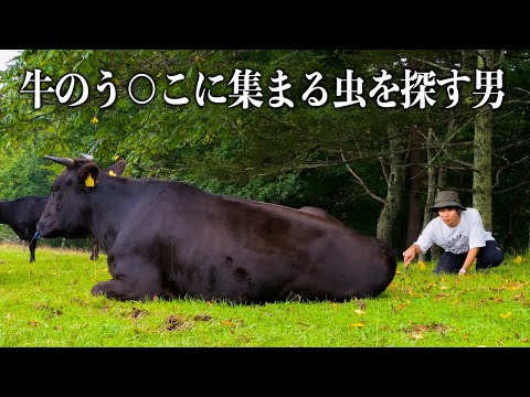 牛のう○こから【あの激レア昆虫】を探してみた