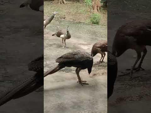 मोर/मोरनी #peacock #nature #peacockdance #animals #birdcall #shorts