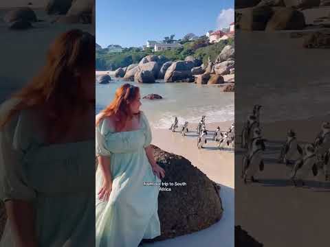The penguins of boulders beach 🐧#travel #southafrica #boulderbeach #penguins #travelvlog