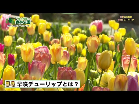 【公式】「魅力発掘!森林公園・早咲きチューリップ、クリスマスローズ」2025年4月号アーカイブ(国営武蔵丘陵森林公園)