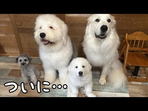 【ついに…】今ようやく気付いたんですが、我が家は犬の方が多くなってました笑|グレートピレニーズ&オールドイングリッシュシープドッグ&トイプードル
