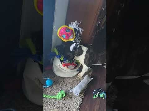 This Dog 😂 #frenchie #frenchbulldog #dogs #short #cute