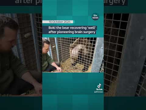 Boki the bear recovering ‘well’ after pioneering brain surgery #itvnews