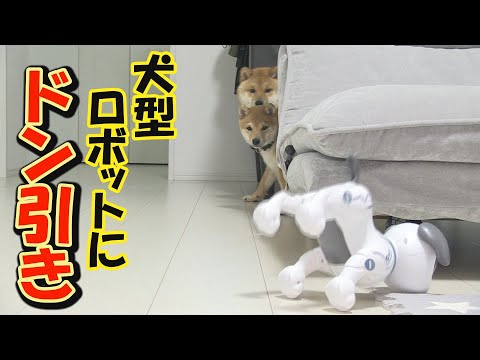 優秀過ぎる犬型ロボットに、ビビりまくる本物の犬達・・・